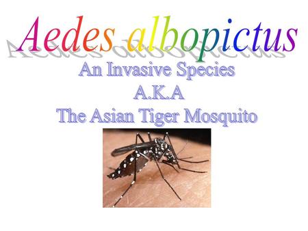 Kingdom = Animalia (Animals) Phylum = Arthropoda (Arthropods) Class – Insecta (Insects)
