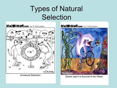 Types of Natural Selection. Stabilizing Selection Favors average individual in population. Reduces variation in population. Ex: average height of humans.