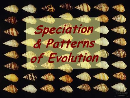 Speciation & Patterns of Evolution