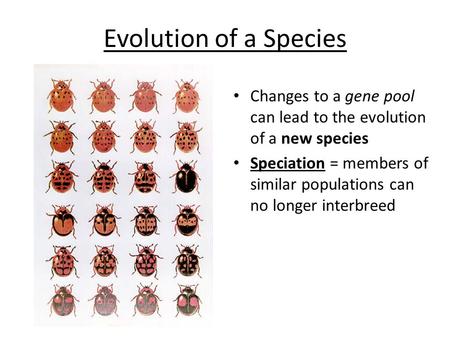 Evolution of a Species Changes to a gene pool can lead to the evolution of a new species Speciation = members of similar populations can no longer interbreed.