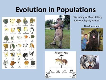 Evolution in Populations Wyoming, wolf was killing livestock, legally hunted Newfoundland.
