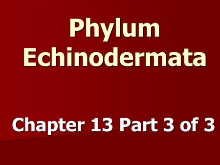 Chapter 13 Part 3 of 3 Phylum Echinodermata. Phylum: Echinodermata “Spiny Skinned” Animals “Spiny Skinned” Animals Sea Stars, Sea Urchins, Sea Cucumbers.