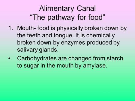 Alimentary Canal “The pathway for food” 1.Mouth- food is physically broken down by the teeth and tongue. It is chemically broken down by enzymes produced.