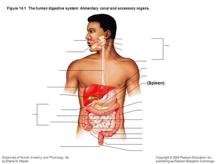 Figure 14.1  The human digestive system: Alimentary canal and accessory organs. (Spleen)