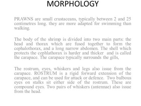 MORPHOLOGY PRAWNS are small crustaceans, typically between 2 and 25 centimetres long. they are more adapted for swimming than walking. The body of the.