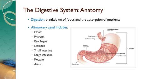 The Digestive System: Anatomy