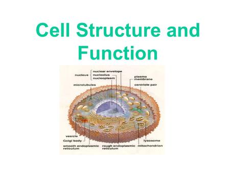Cell Structure and Function. Cell – Smallest unit that can carry out all of the activities necessary for life Types of Cells 1.Prokaryotes.