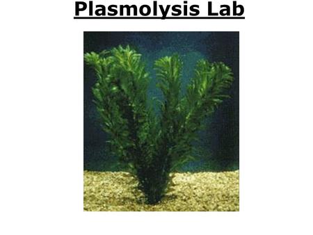 Plasmolysis Lab.