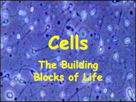 Cells The Building Blocks of Life. How did Cells Form? Several Theories of How Cells Formed: –Cells arose in shallow pools containing “soup” of chemicals.