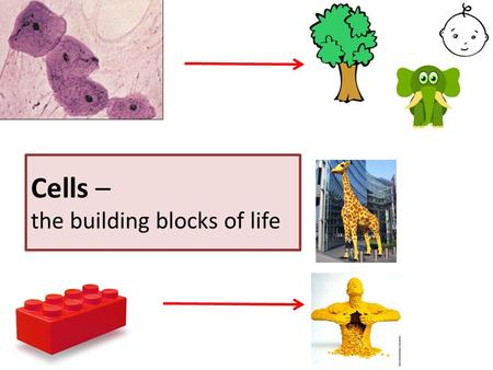 Cells – the building blocks of life. What is a cell? Basic unit of all living things Fully alive Capable of reproduction and respiration* Many chemical.