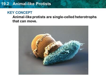 Animal-like protists move in various ways.