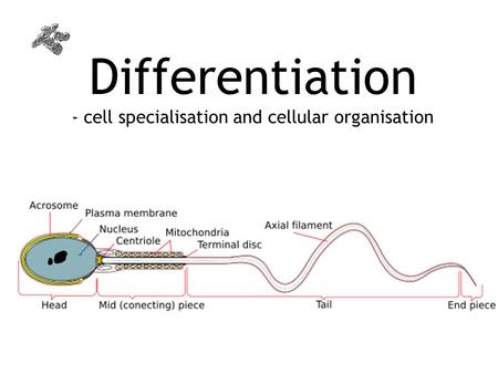 Differentiation - cell specialisation and cellular organisation