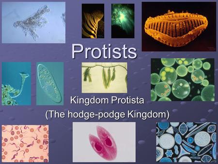 Kingdom Protista (The hodge-podge Kingdom)
