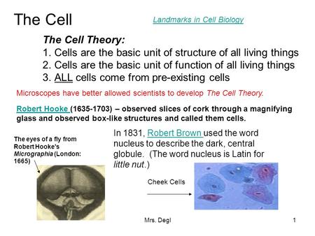 Mrs. Degl1 The Cell The Cell Theory: 1.Cells are the basic unit of structure of all living things 2.Cells are the basic unit of function of all living.