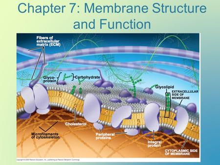 Chapter 7: Membrane Structure and Function