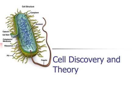 Cell Discovery and Theory. The Cell Theory All living organisms are made up of one or more cells. Cells are the basic unit of structure and function in.