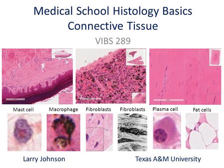 Medical School Histology Basics Connective Tissue