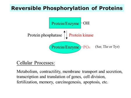 Reversible Phosphorylation of Proteins