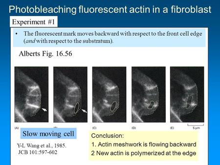 Alberts Fig. 16.56 Photobleaching fluorescent actin in a fibroblast The fluorescent mark moves backward with respect to the front cell edge (and with respect.