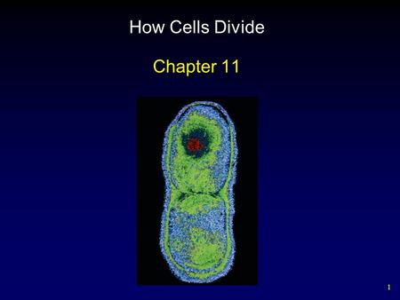 How Cells Divide Chapter 11.