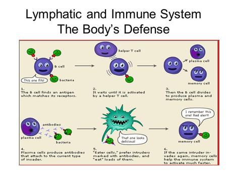 Lymphatic and Immune System The Body’s Defense. Nonspecific Defense First Line of Defense –Skin –Mucous Membrane –Secretions.