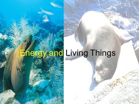 Energy and Living Things. Outline Energy Sources Solar-Powered Biosphere Photosynthetic Pathways Using Organic Molecules Chemical Composition and Nutrient.