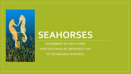 SEAHORSES ASSIGNMENT BY LAYLA KURDI HOPE YOU ENJOY AS I INTRODUCE YOU