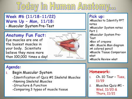 Today in Human Anatomy... Anatomy Fun Fact: Week #6 (11/18-11/22)