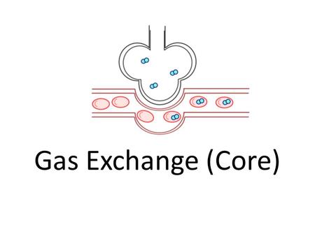 Gas Exchange (Core).