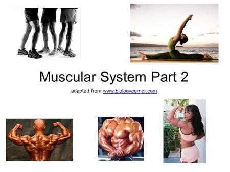 Muscular System Part 2 adapted from www.biologycorner.comwww.biologycorner.com.