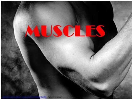 Muscles MUSCLES  (“pick things up”)