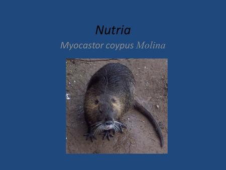 Nutria Myocastor coypus Molina. Taxonomy Kingdom: Animalia Phylum: Chordata Class: Mammalia Order: Rodentia Suborder: Hystricomorpha Family: Myocastoridae.