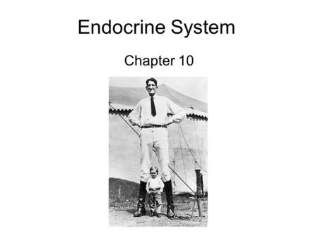 Endocrine System Chapter 10.