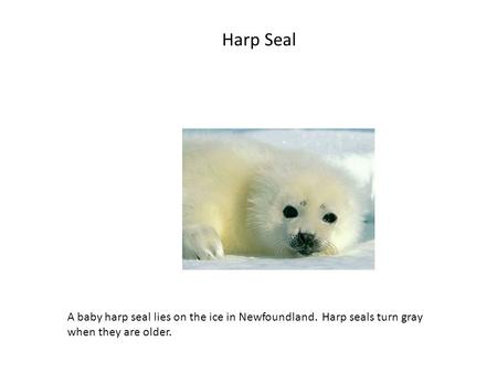 Harp Seal A baby harp seal lies on the ice in Newfoundland. Harp seals turn gray when they are older.