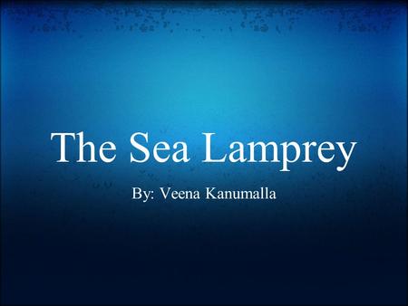 The Sea Lamprey By: Veena Kanumalla. What is it? Petromyzon marinus Scientific Classification Kingdom: Animalia Phylum: Chordata Class: Cephalaspidomorphi.