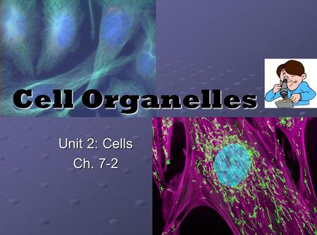 Cell Organelles Unit 2: Cells Ch. 7-2