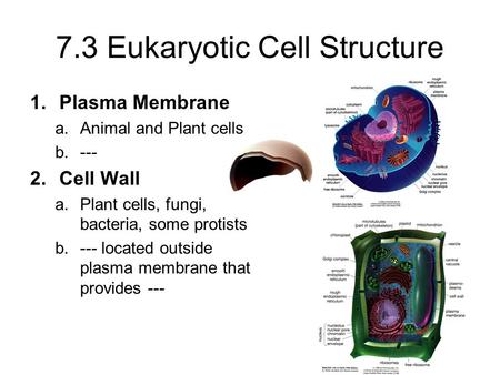 7.3 Eukaryotic Cell Structure 1.Plasma Membrane a.Animal and Plant cells b.--- 2.Cell Wall a.Plant cells, fungi, bacteria, some protists b.--- located.