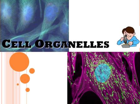 C ELL O RGANELLES. C ELL O RGANELLES Organelle= “little organ” Found only inside eukaryotic cells All the stuff in between the organelles is cytosol Everything.