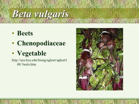 Beta vulgaris Beets Chenopodiaceae Vegetable  00/ beets.htm.