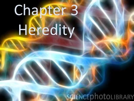 Chapter 3 Heredity Heredity: Passing of traits from parent to offspring.