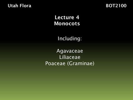 Utah Flora BOT2100 Lecture 4 Monocots Including: Agavaceae Liliaceae Poaceae (Graminae)