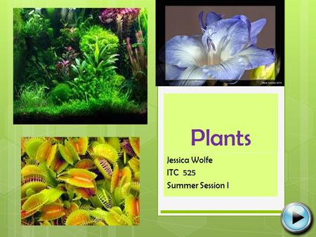 Plants Jessica Wolfe ITC 525 Summer Session I. Table of Contents  Needs of a Plant Needs of a Plant  Parts of a Plant Parts of a Plant  Roots Roots.