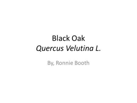 Black Oak Quercus Velutina L. By, Ronnie Booth. Classification Kingdom- Plantae Subkingdom- Tracheobionta Superdivision- Spermatophyta Division- Magnoliophyta.