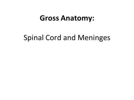 Gross Anatomy: Spinal Cord and Meninges