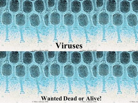Viruses Wanted Dead or Alive! I. What makes something alive? A.Cells B.Reproduce C.Metabolism D.Grow and develop E.Homeostasis F.Organization G.Adapt.