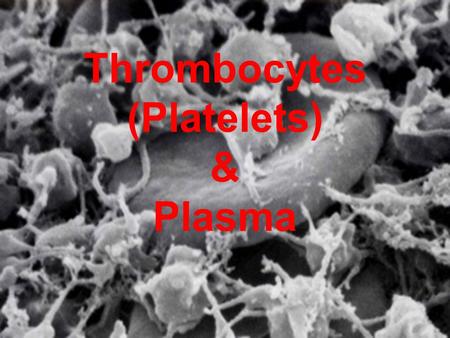 Thrombocytes (Platelets) & Plasma. Structure Fragments of giant cells (megakaryocytes) (each produces b/t 5-10,000 platelets) Pieces break off these cells.