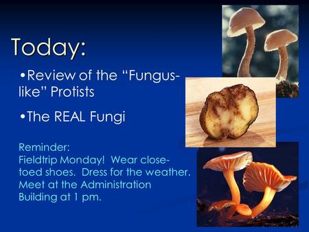 Today: Review of the “Fungus- like” Protists The REAL Fungi Reminder: Fieldtrip Monday! Wear close- toed shoes. Dress for the weather. Meet at the Administration.