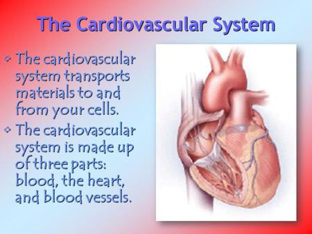 The Cardiovascular System The cardiovascular system transports materials to and from your cells.The cardiovascular system transports materials to and from.