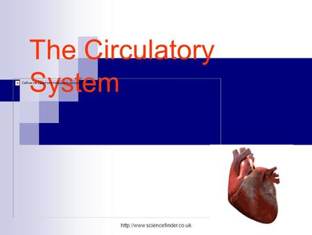 The Circulatory System.