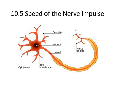 10.5 Speed of the Nerve Impulse